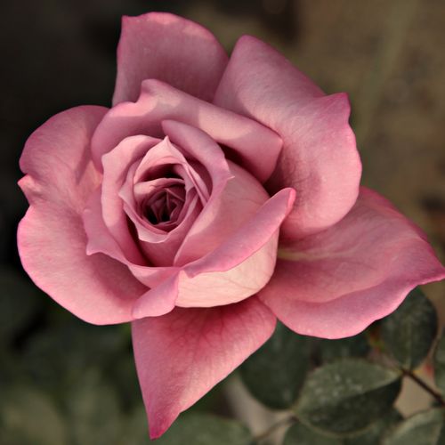Rosa Orchid Masterpiece™ - roz - violet - trandafir teahibrid